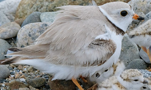 Barrier Island and Habitat Modeling for Conservation Management